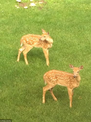 27948 128 St, Zimmerman MN 55398-9220 exterior