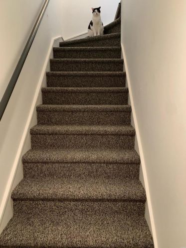 1606 Oriole Ln, Saint Louis MO  63144-1110 exterior