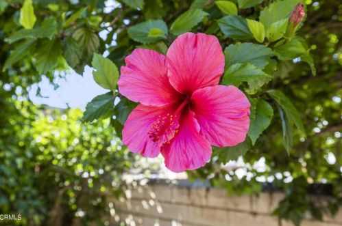 128 Camarillo Ave, Oxnard CA  93035-4605 exterior