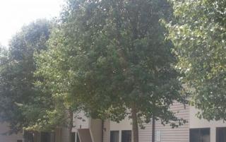 10 Pack St, Croswell MI  48422-1234 exterior