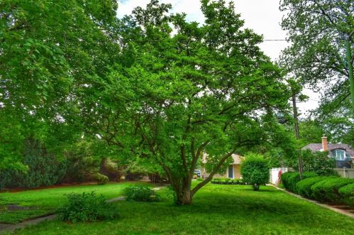 6343 Legett Ave, Chicago IL 60646-4231 exterior