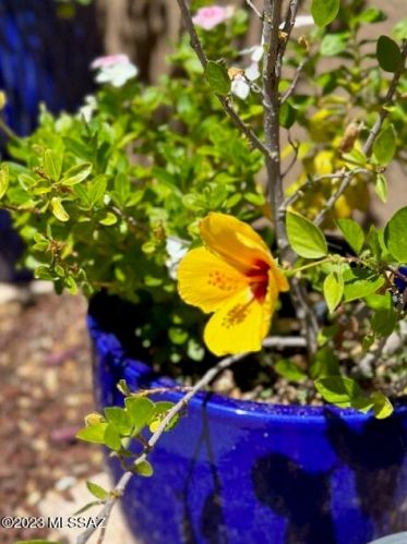 4061 Quiet Moon Dr, Tucson AZ  85718-3427 exterior