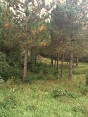 12640 Grand River Dr, Lowell, MI 49331-9035