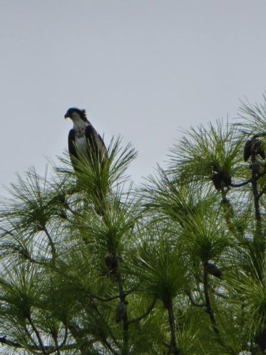 4000 Loblolly Bay Dr, Naples FL 34114-3613 exterior