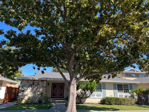 420 Richfield Dr, San Jose, CA 95129-1561