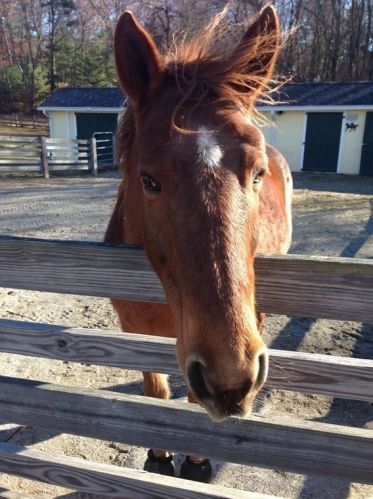 16 Pierce Rd, Sutton MA 01590-2909 exterior