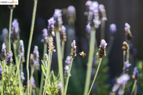 1312 Peralta, Berkeley CA 94707-1819 exterior