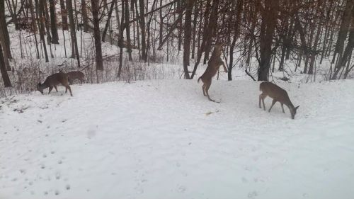 1621 Falcon Crest Dr, Grand Rapids MI 49525-7011 exterior