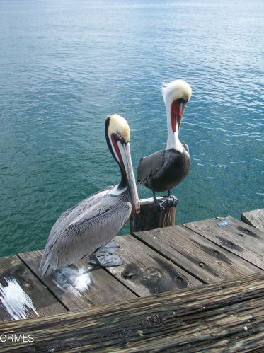 2901 Peninsula Rd, Oxnard CA  93035-4041 exterior