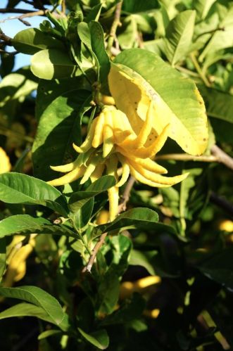 100 John Henry Cir, Folsom CA 95630-8132 exterior