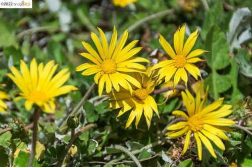 844 Peralta, Berkeley CA 94706-2117 exterior