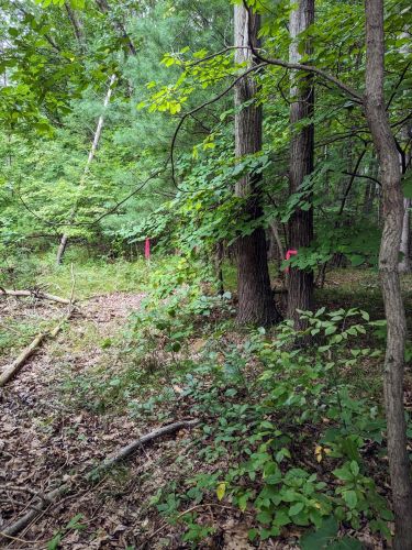 15870 Shaner Ave, Cedar Springs MI 49319-9724 exterior