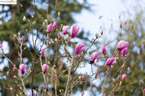 1060 Overlook Rd, Berkeley CA 94708-1712 exterior