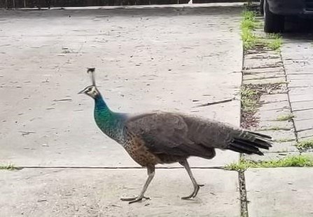 1530 Arizona Ave, Dallas TX 75216-1408 exterior