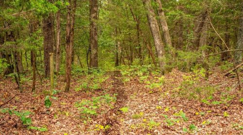 572 Spring Cave Rd, Spring Bluff MO exterior