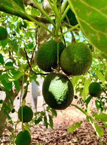 1540 Joanne Ct, Oxnard CA exterior