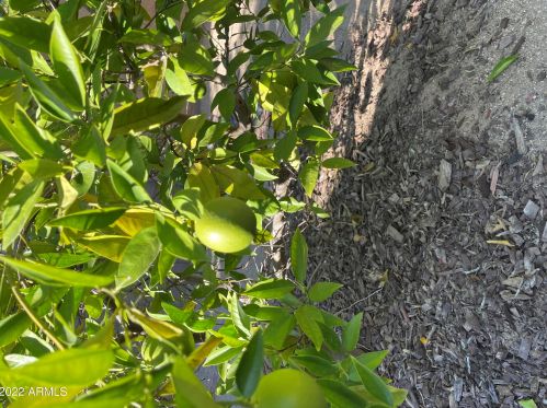 1620 Acoma Dr, Phoenix AZ 85032-5226 exterior