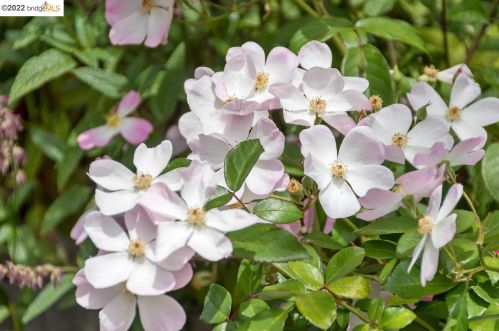 2747 Fulton St, Berkeley CA 94705-1031 exterior