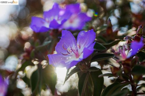 1312 Peralta, Berkeley CA 94707-1819 exterior