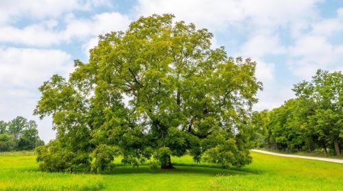 572 Spring Cave Rd, Spring Bluff MO exterior