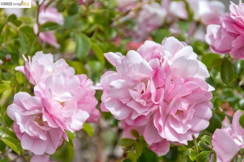 2747 Fulton St, Berkeley CA 94705-1031 exterior