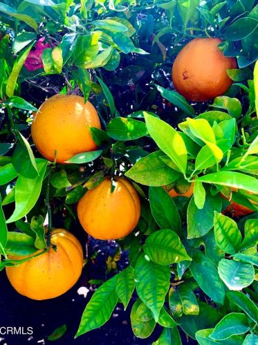 1540 Joanne Ct, Oxnard CA exterior