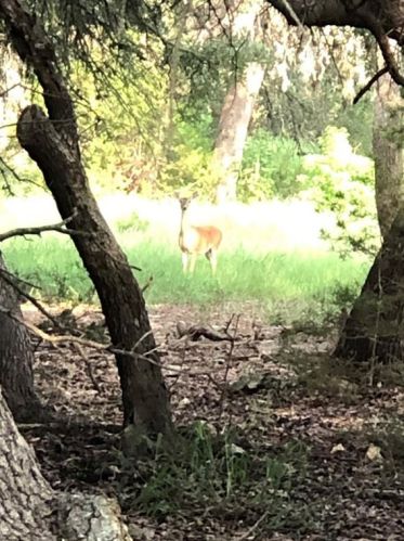 2055 Rdg Crk Ln, Spring Branch TX 78163-2871 exterior