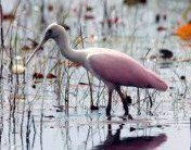 341 Springview Loop, Fort Pierce FL  34986-2664 exterior