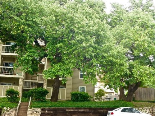 114 31st St, Austin, TX 78705-3035