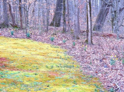 5548 Checkered Spot Dr, Gainesville GA 30506-7336 exterior