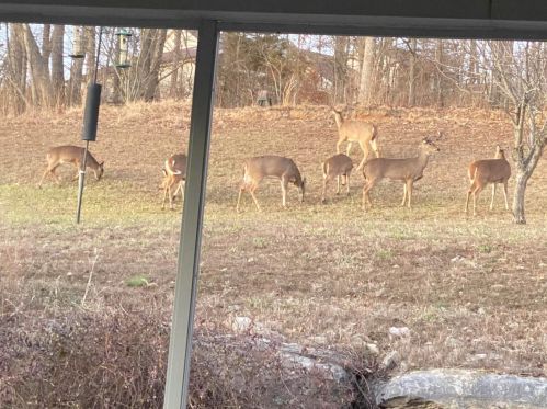 5533 Heather Bluff Ct, Saint Louis MO 63128-4130 exterior