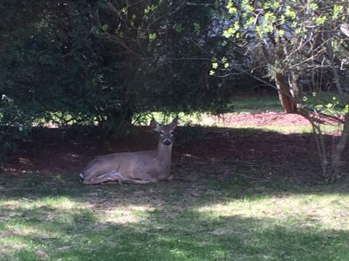 707 Juniper Ln, Milwaukee WI 53209-2148 exterior