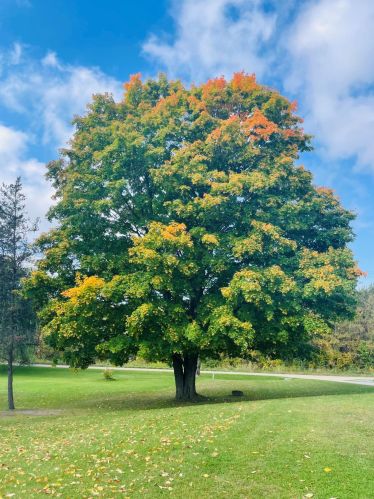 15370 142nd Ave, Big Rapids MI 49307-8691 exterior