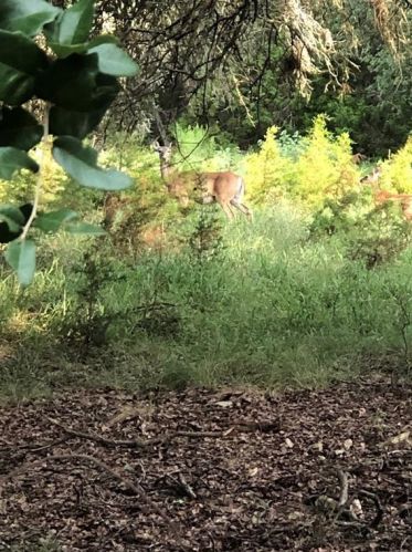 2055 Rdg Crk Ln, Spring Branch TX 78163-2871 exterior