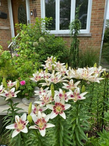 6024 Keating Ave, Chicago IL  60629-5410 exterior