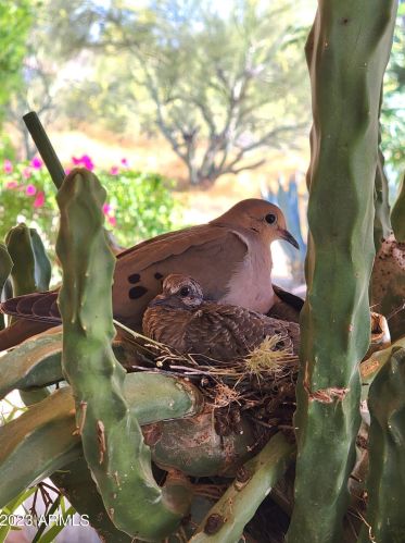 43630 20th St, Phoenix AZ 85006-2004 exterior