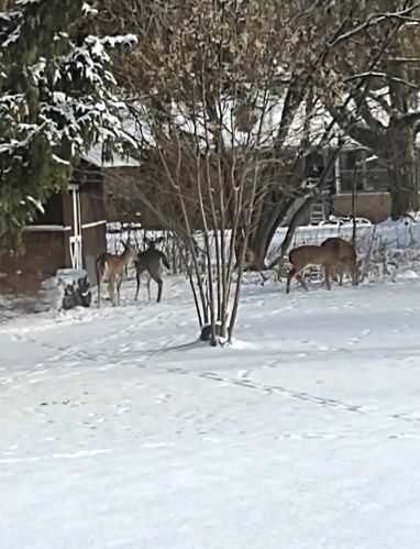 3340 Poinsettia Ave, Grand Rapids MI 49508-2567 exterior