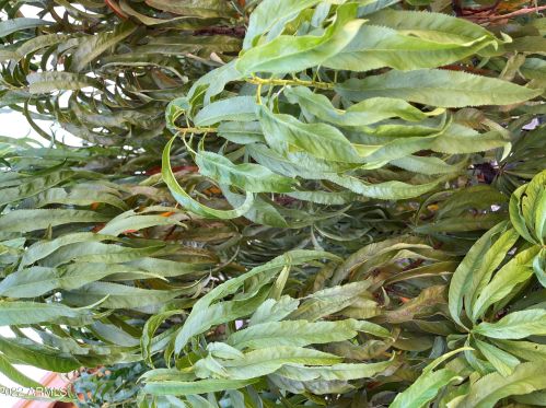 1620 Acoma Dr, Phoenix AZ 85032-5226 exterior