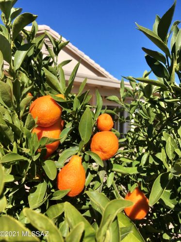 1935 Cholla Vista Dr, Tucson AZ  85704-1089 exterior