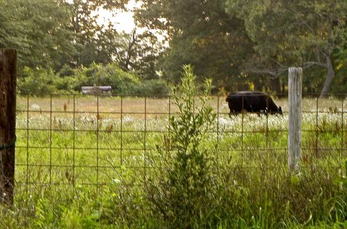 50002 M 51, Dowagiac MI 49047-9631 exterior