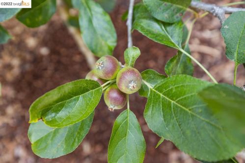 1522 Ada St, Berkeley CA 94703-1059 exterior