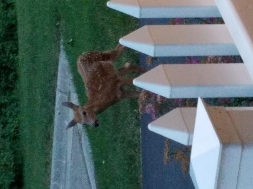 803 Braunworth Ct, Chaska MN 55318-3242 exterior