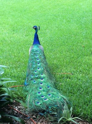 4215 Kathy Ave, Naples FL 34104-4028 exterior