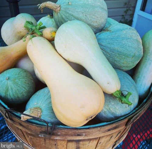 3 War Admiral Ln, Media PA 19063-5238 exterior