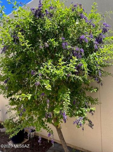 4061 Quiet Moon Dr, Tucson AZ  85718-3427 exterior