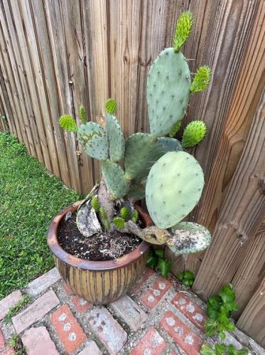 918 Chestnut St, Denison TX 75020-3205 exterior