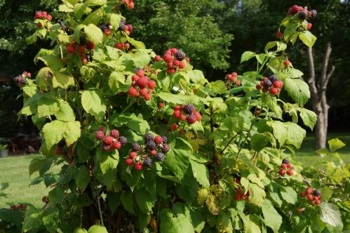 4545 Spruce Way, Maple Plain MN 55359-9837 exterior