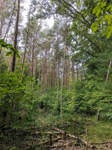 15870 Shaner Ave, Cedar Springs MI 49319-9724 exterior