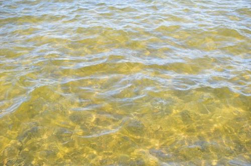 50184 Lake Shore Dr, Dowagiac MI  49047-8741 exterior