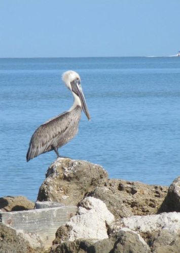 17 High Point Cir, Naples FL 34103-4230 exterior